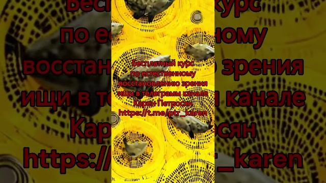 Найди морского котика