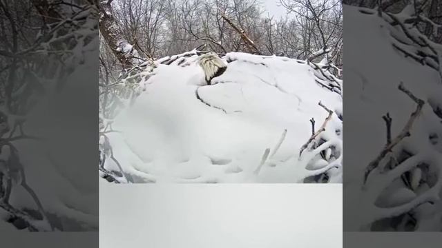 Засыпанный снегом белоголовый орлан