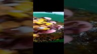 VID_20241202_102117.mp4