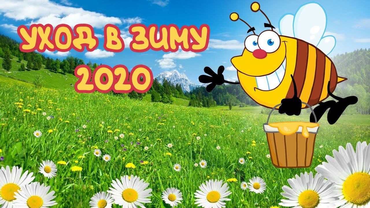Состояние семей перед зимовкой. Сентябрь 2020.