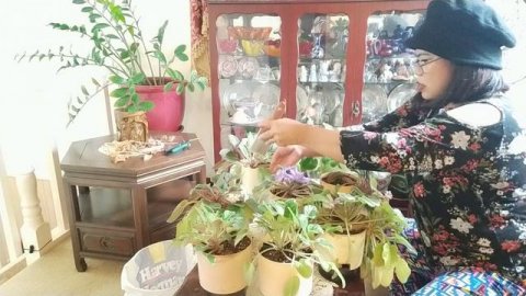 Kahit sa luob ng bahay may garden, at ang sobrang tagal na po sa mga halaman na ito.