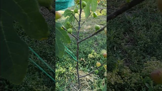 Инжир Мичуринский 16
