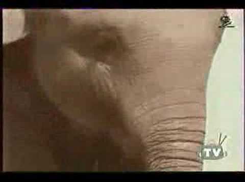 Rolo candy TV Commercial funny