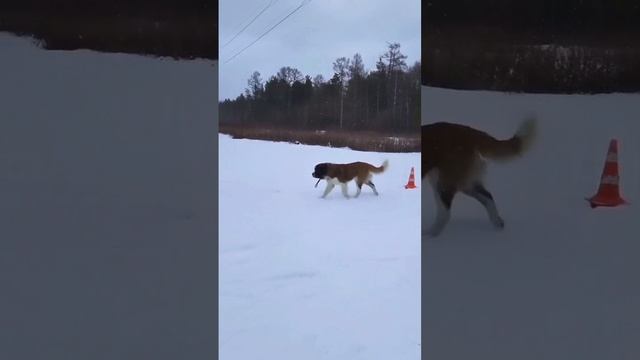 Собаки Дрессировка Сенбернар #тренировка #собака #шорты #snow #dogtraining