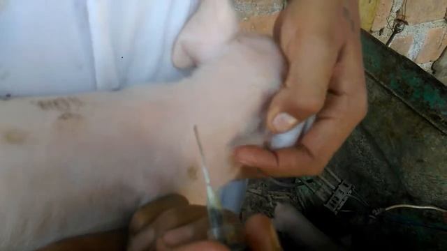 Como Aplicar O Inyectar Hierro en Marranos (Porcinos) Cleme e Hijos.