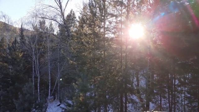 прогулка по лесу в первый день зимы