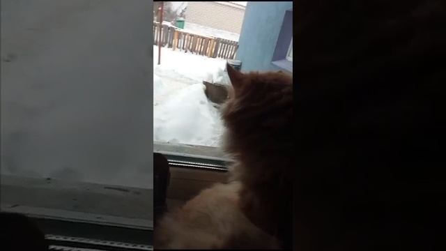 Кот Рыжик смотрит в окно 😸