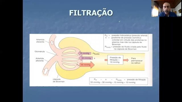 Aula Fisiologia Vídeo 26 Sistema urinário