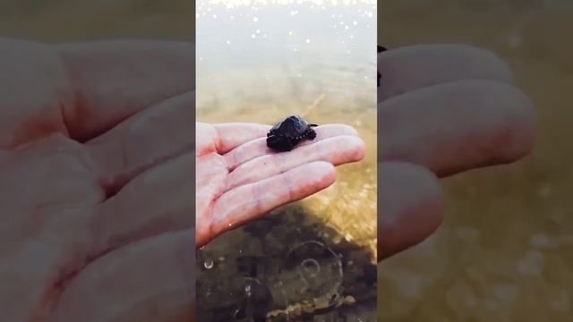 Маленькая черепашка на рыбалке 🐢