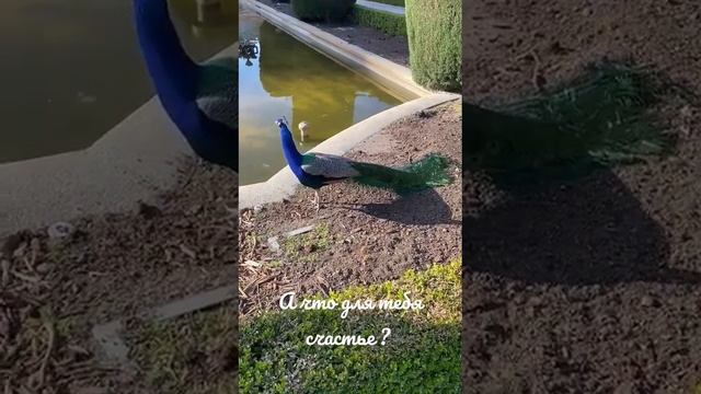 #счастьебытьсобой #психолог #радость