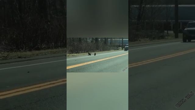 Наши забавные животные
