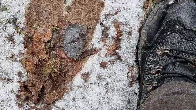 Про косулю
