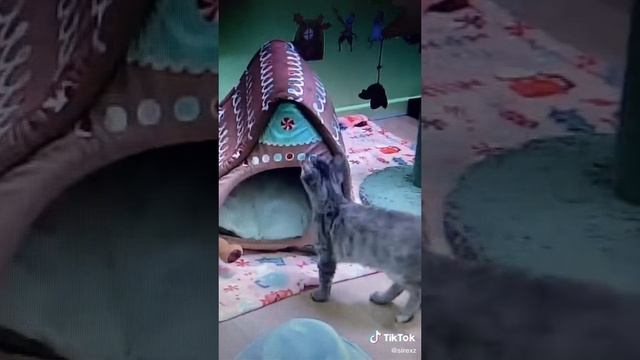 коты в прямой эфир е