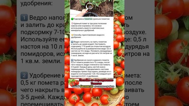 Подкормка томатов куриным помётом