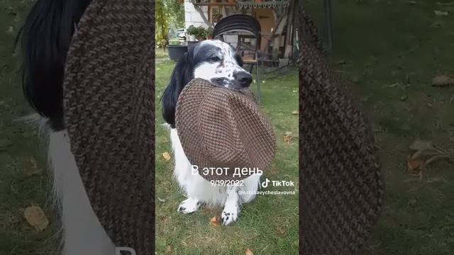 Чья шляпа?...)))