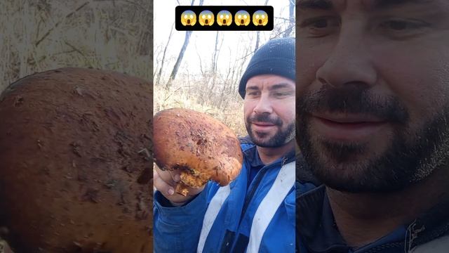 Нашёл самый огромный опенок в краснодарском крае🫣😱