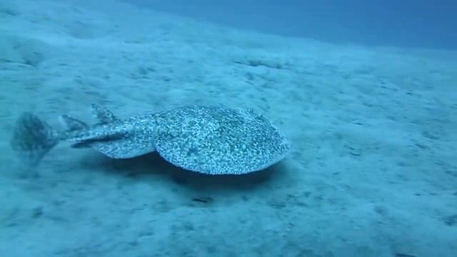 Marbled Torpedo (Torpedo marmorata) Fuerteventura Diving Feb 2017