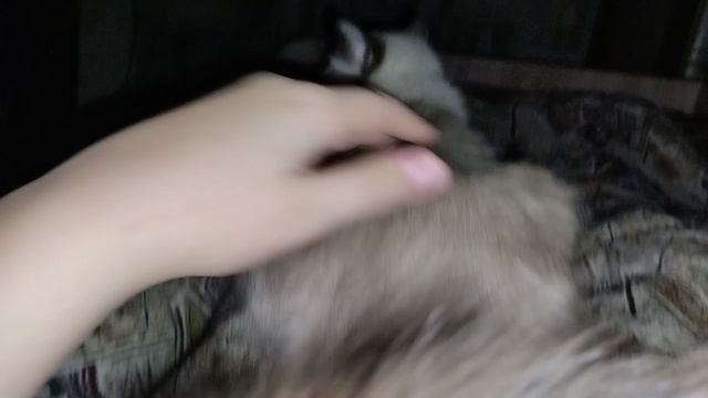 Моя кошечка её имя Пимачка