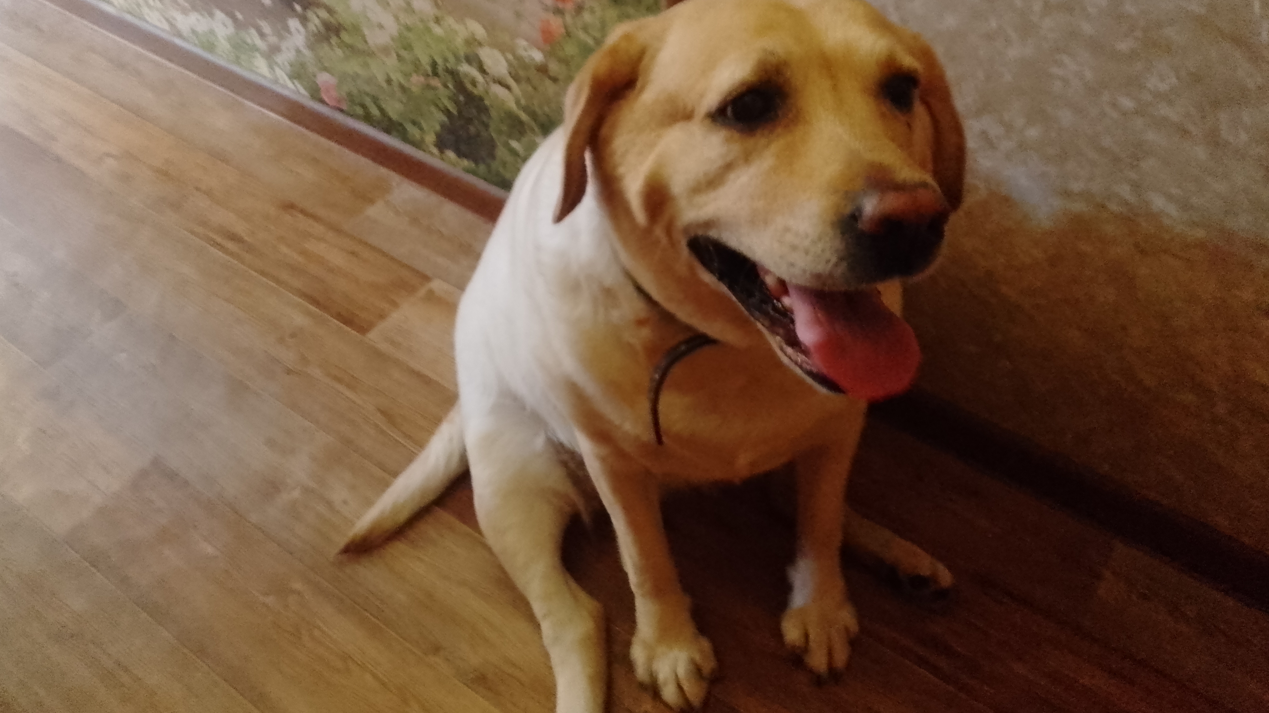 ЭТО СОБАКА ОЛИВИЯ