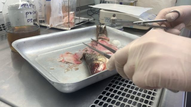 Рыба исследования 2