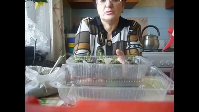 Земляника в таблетках, уход.