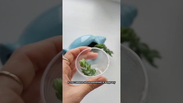 Отрезала кусочек Морганы.mp4
