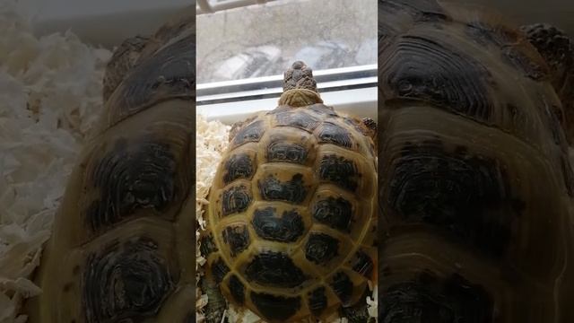 Черепаха и окно (The turtle and the window)