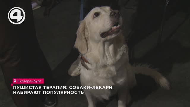 Пушистая терапия: собаки-лекари набирают популярность