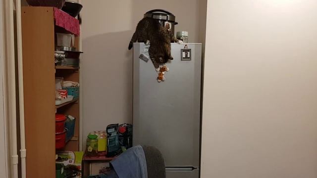 Кот ворует мышей.
