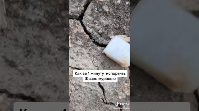 Как испортить жизнь муравью за одну минуту