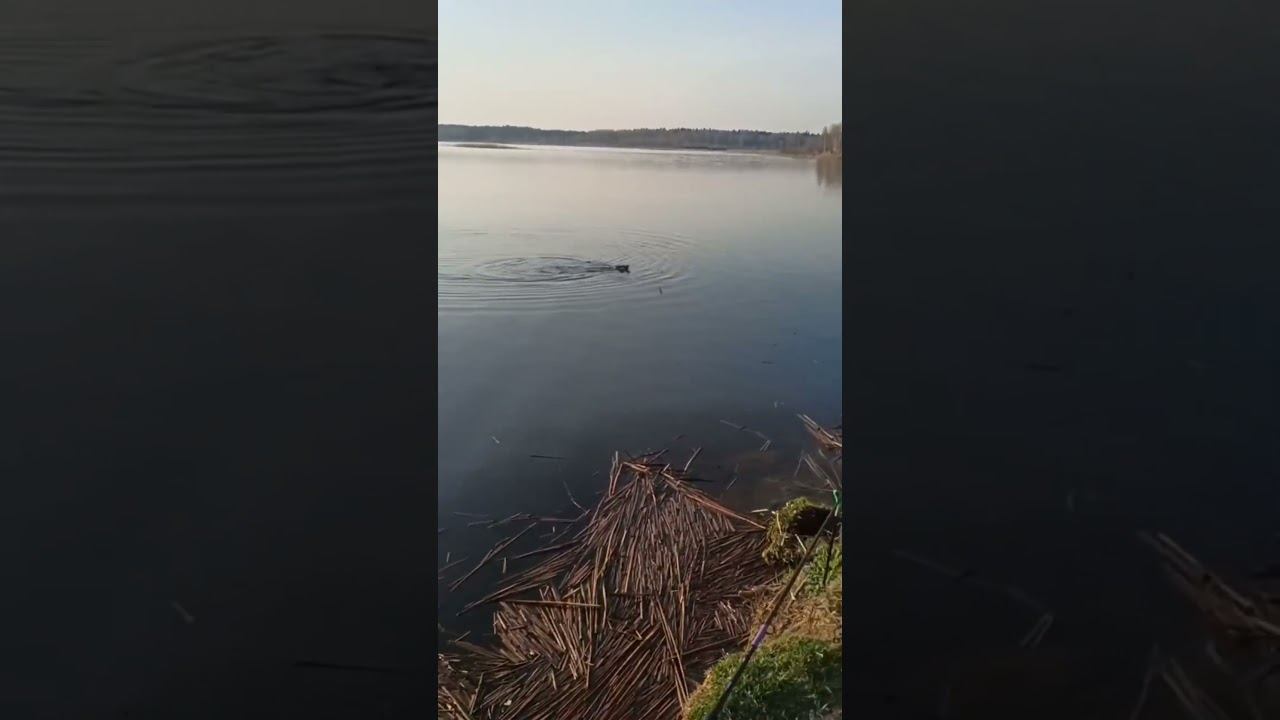 Необычный случай на рыбалке… Видели бы поклевку . #рыбалка #фидер #fishing #охота #приколы #shorts