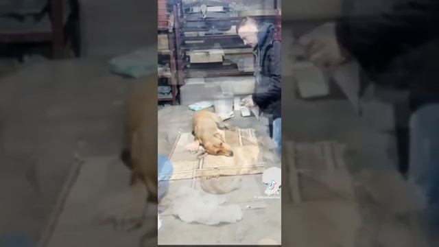 если вам жалко собаку подписывайтесь