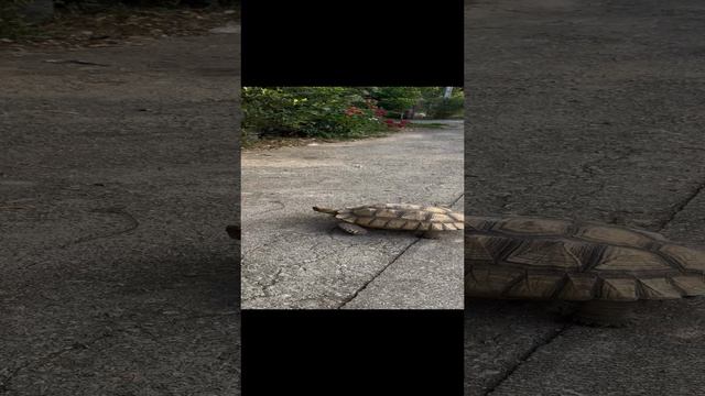 Чианграй. Гуляет сама по себе)