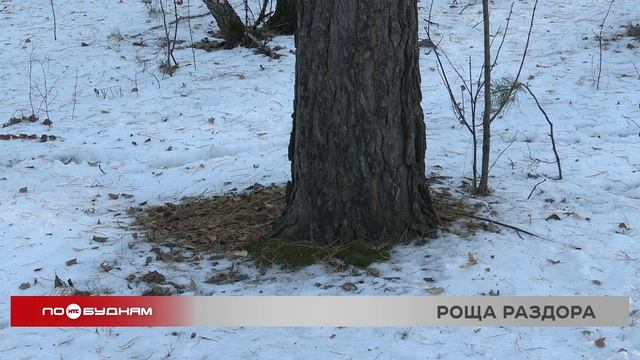 После митинга иркутян в защиту рощи Следком инициировал проверку по статье "Халатность"