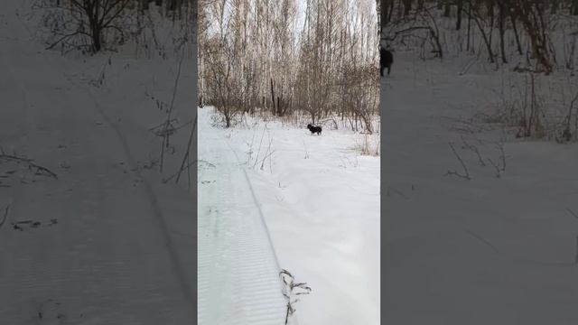 Канадский волк - гибрид. 3 декабря 2024