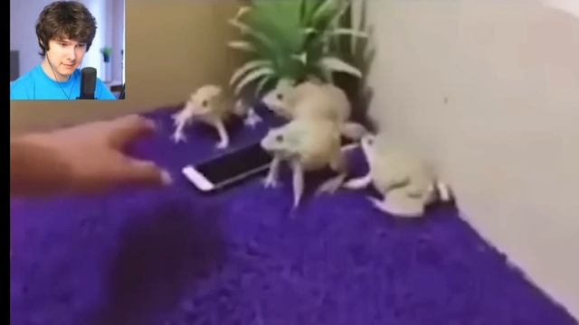 Ребят ну сорри пока щас не могу выкладывать видео
лягушки отобрали телефон...