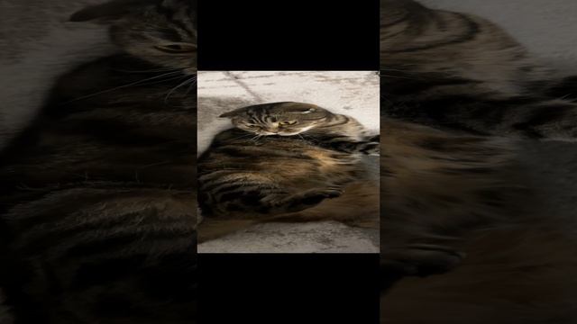 ЧЕССИ🐯НА КАКУЮ КАМЕРУ МНЕ СМОТРЕТЬ?