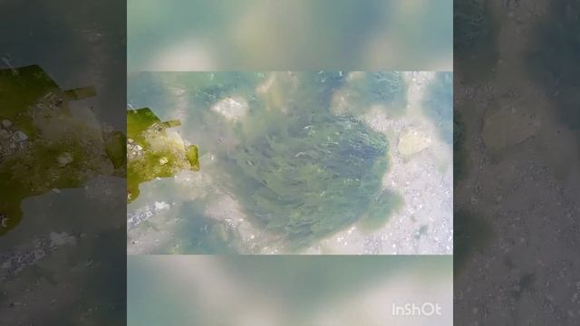 морские обитатели