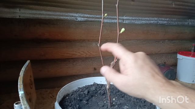 Эксперимент с виноградом. Начало.