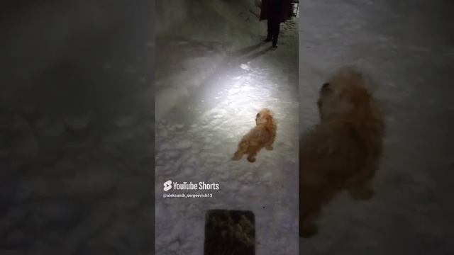 Собака прошлась по чьей-то голове)