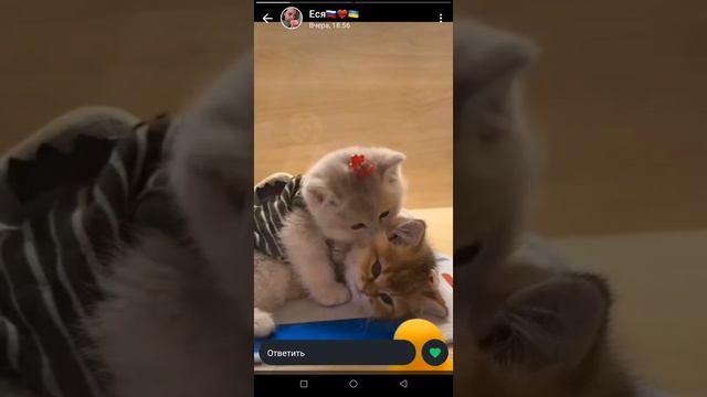 статусы моих друзей 🥰
