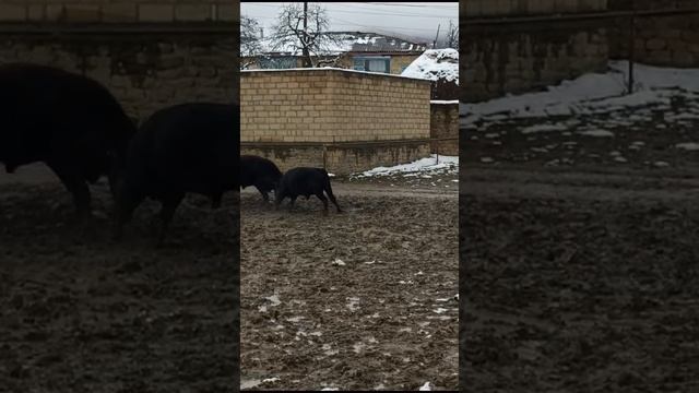 Бои быков Сикух