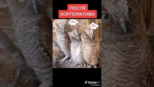 fbe6fbf0020142436884a9cda8590f37_1733220648053.mp4
