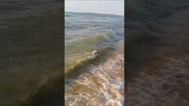 Альфа на Казантипе