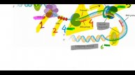 DNA Replication part 2 | In Eukaryotes | Very Easy | well explained