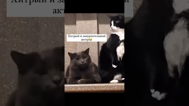 Мы в ВК https://vk.com/life_of_cats