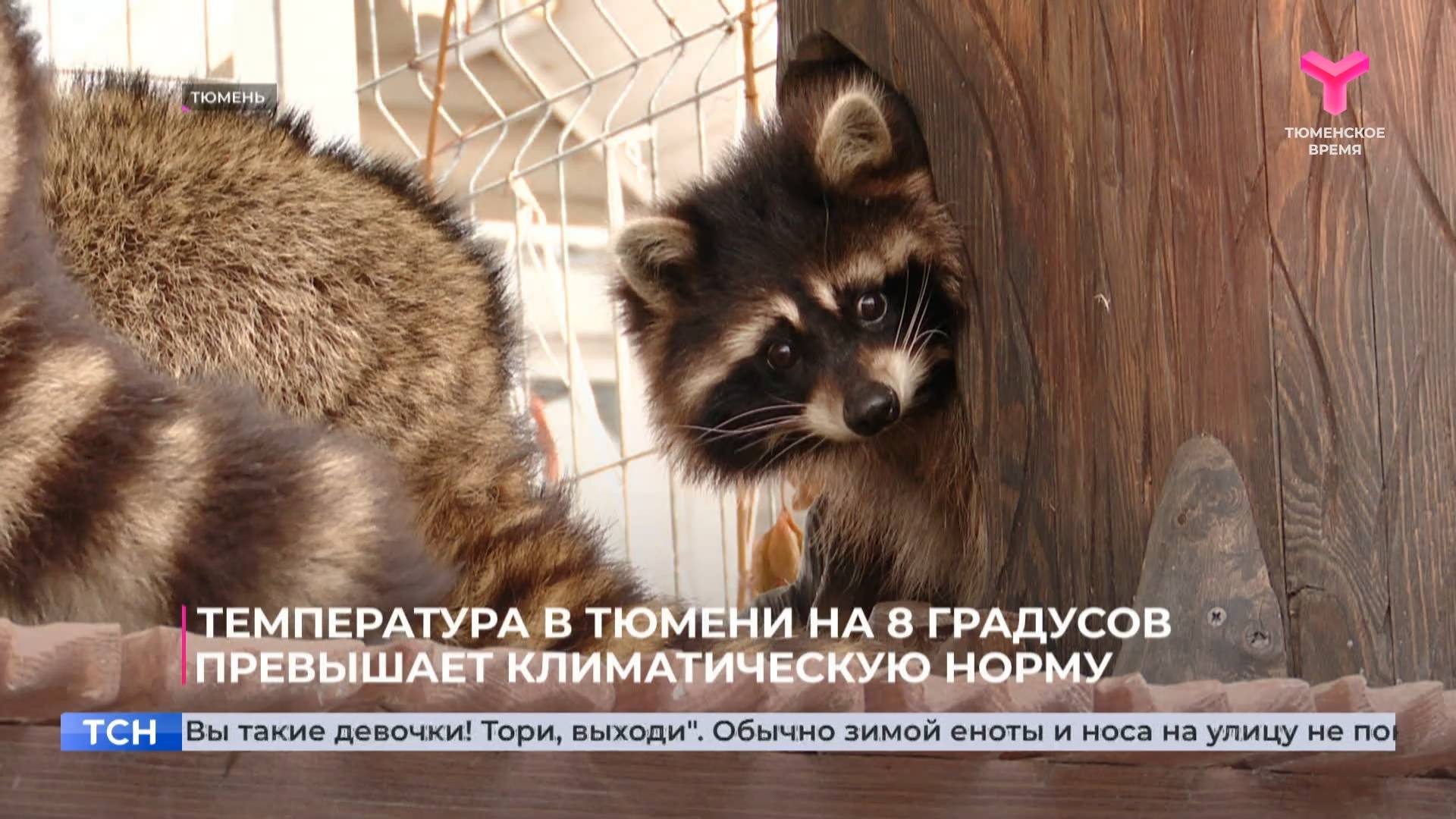 Температура в Тюмени на 8 градусов превышает климатическую норму