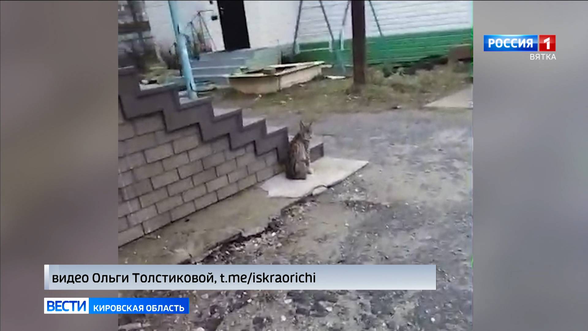 В кировском центре реабилитации животных «Большое гнездо» выхаживают рысь