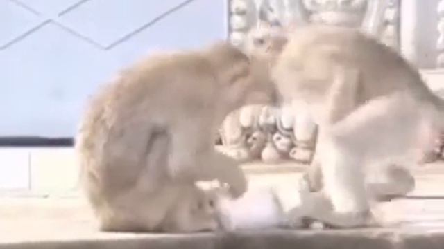 Двух обезьян схватили кота