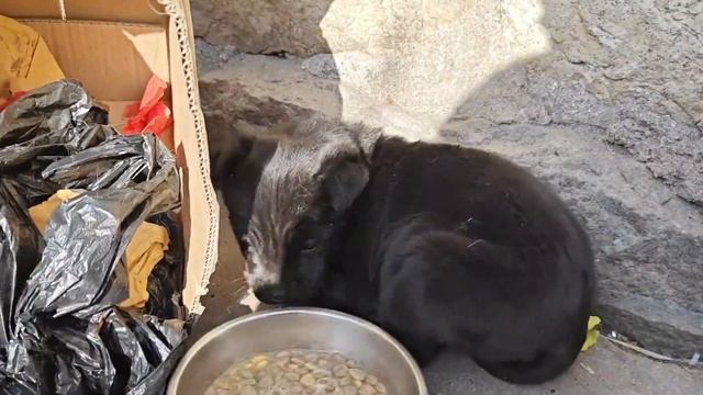 Dog Abandoned By Owner With Disabled Front Leg, So Sad